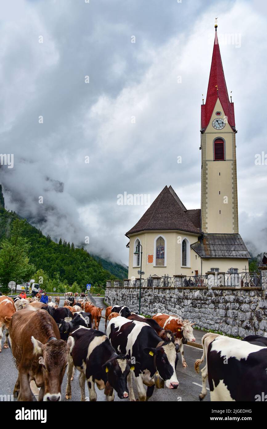 Vaches en train de monter l'Alm à au dans la forêt de Bregenz, en arrière-plan l'église du village de Stankt Leonhard, Vorarlberg, Autriche, Europe Banque D'Images