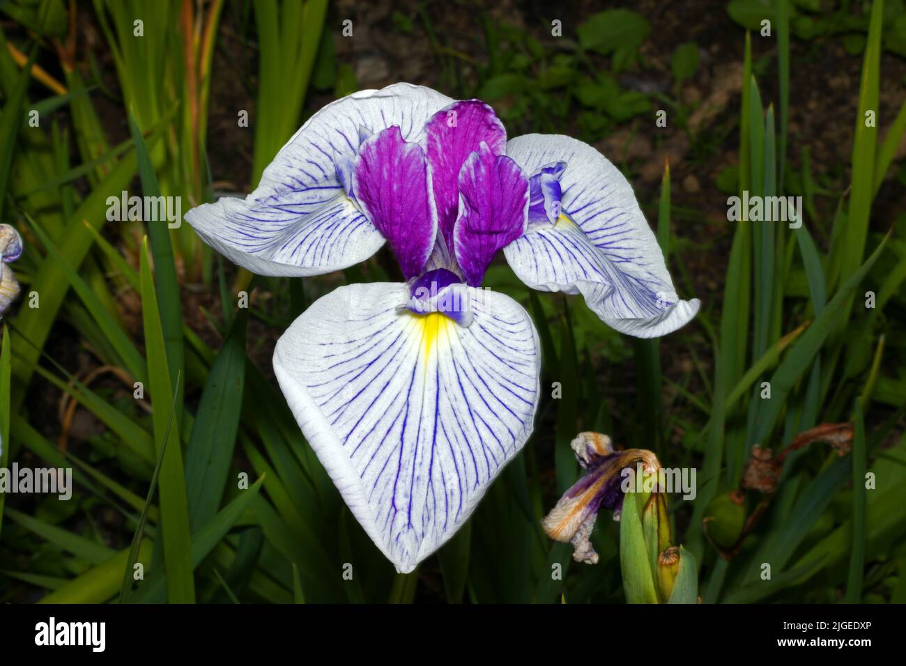 Iris ensata (iris à l'eau japonais) est originaire du Japon, de la Chine, de la Corée et de la Russie, préférant les environnements boggy ou marécageux. Banque D'Images