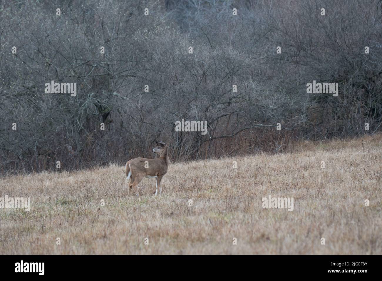 Cerf seul debout dans un champ hivernal Banque D'Images