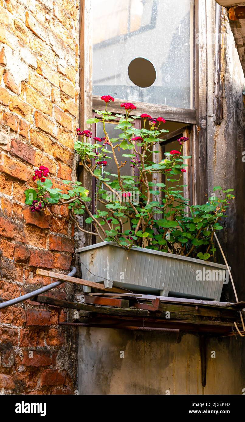 Boîte avec fleurs de maison, fleurs, devant la fenêtre sale dans le mur de brique intérieur d'un bâtiment avec l'apparence désordonnée. Concept - couverture de l'album Banque D'Images