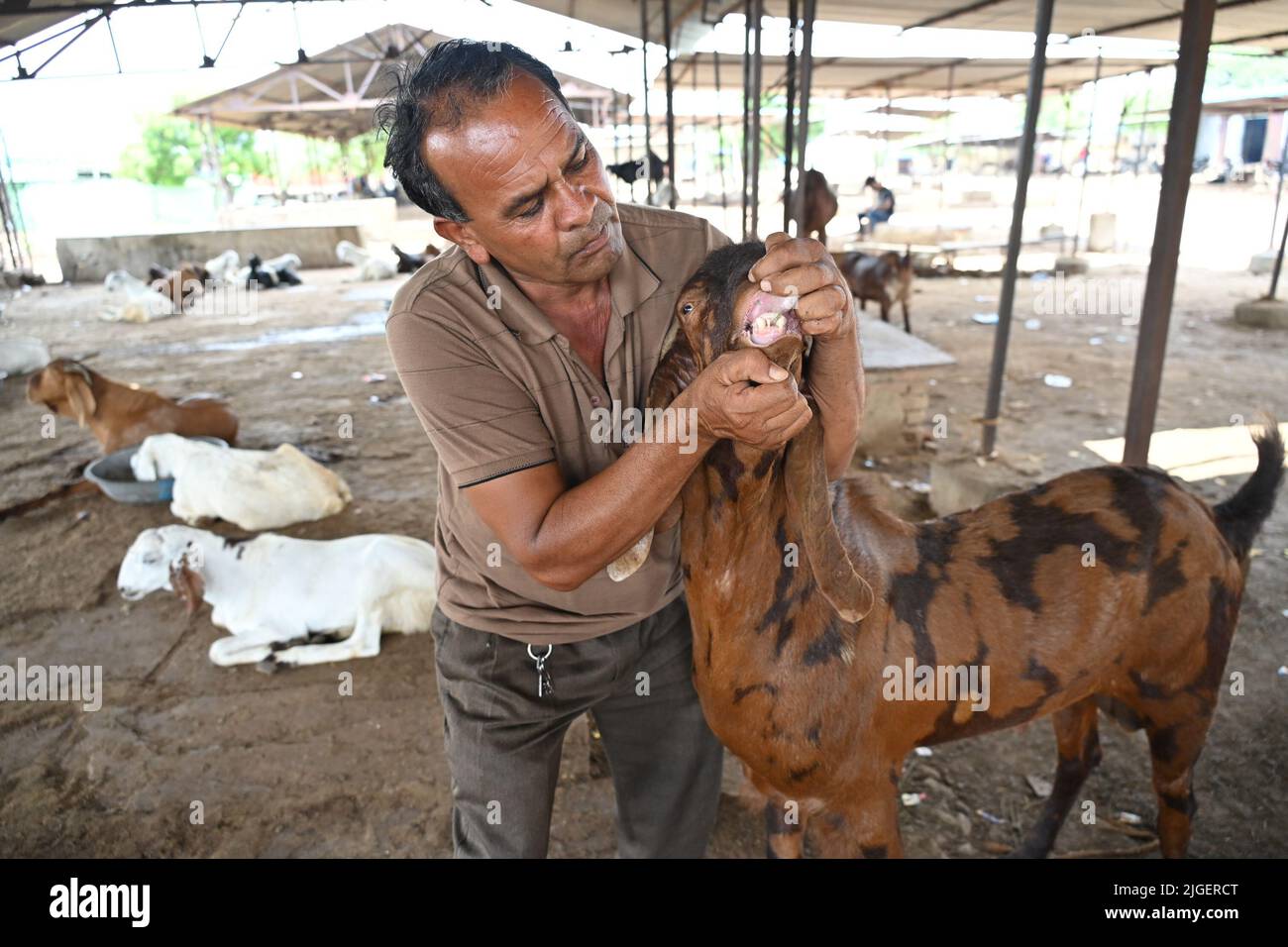 Ajmer, Inde. 04th juillet 2022. (7/4/2022) vendeurs de chèvre sur un marché de l'élevage Bakra Mandi en prévision du festival 'Eid al-Adha' à Ajmer. (Photo de Shaukat Ahmed/Pacific Press/Sipa USA) crédit: SIPA USA/Alay Live News Banque D'Images