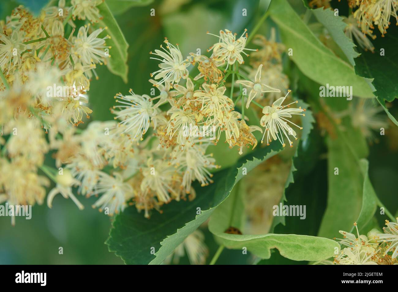 Fleurs de tilleul en fleurs. Gros plan des fleurs fleuries sur le tilleul. Ingrédient naturel pour le thé, le miel et la médecine Banque D'Images