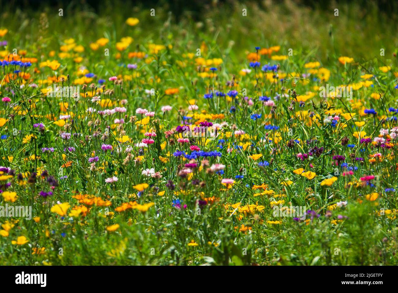 Champ de fleurs sauvages colorées. Prairie ensoleillée d'été pleine de fleurs jaunes, bleues et rouges. Mise au point sélective Banque D'Images