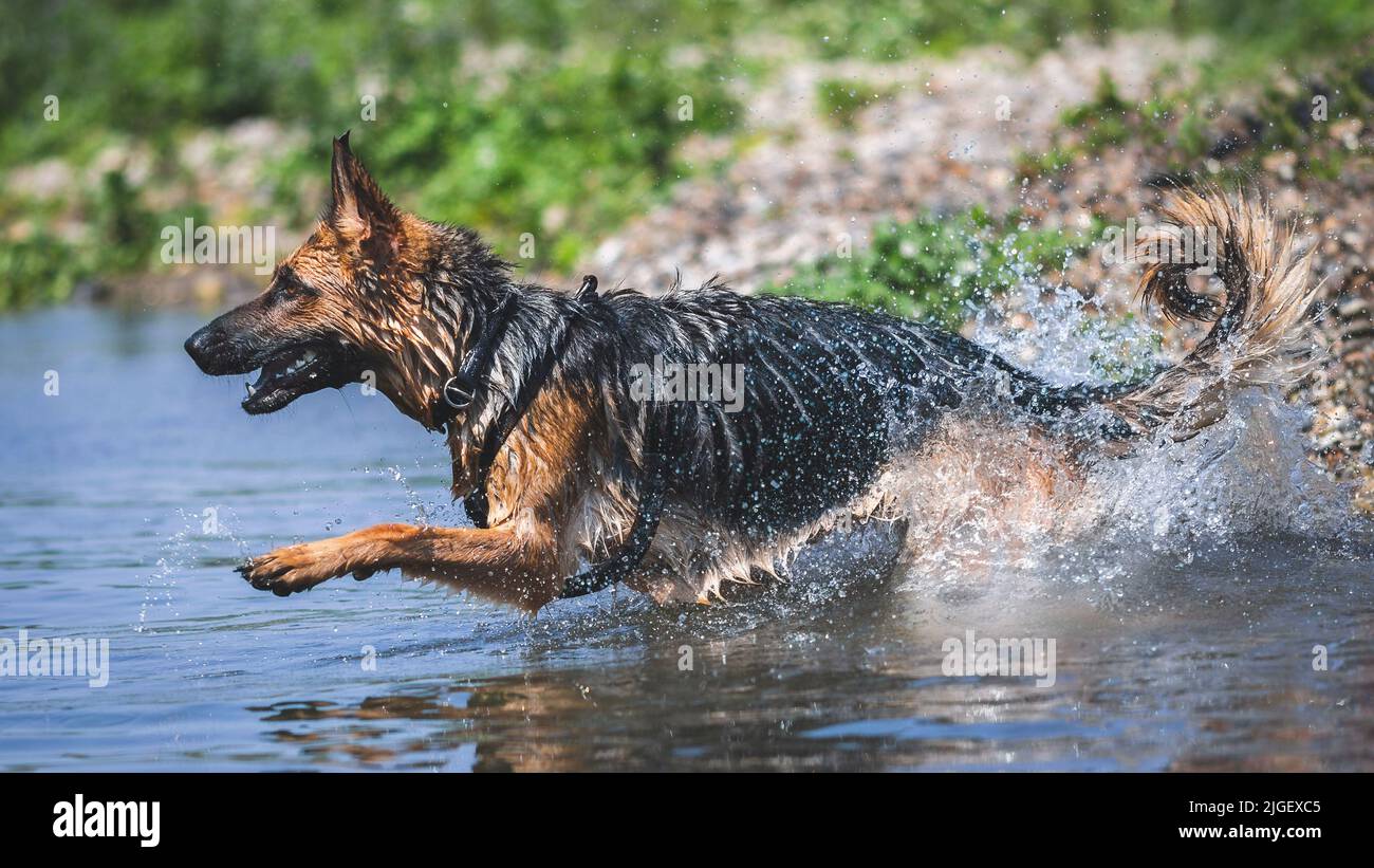 Berger allemand courant dans l'eau, Italie Banque D'Images