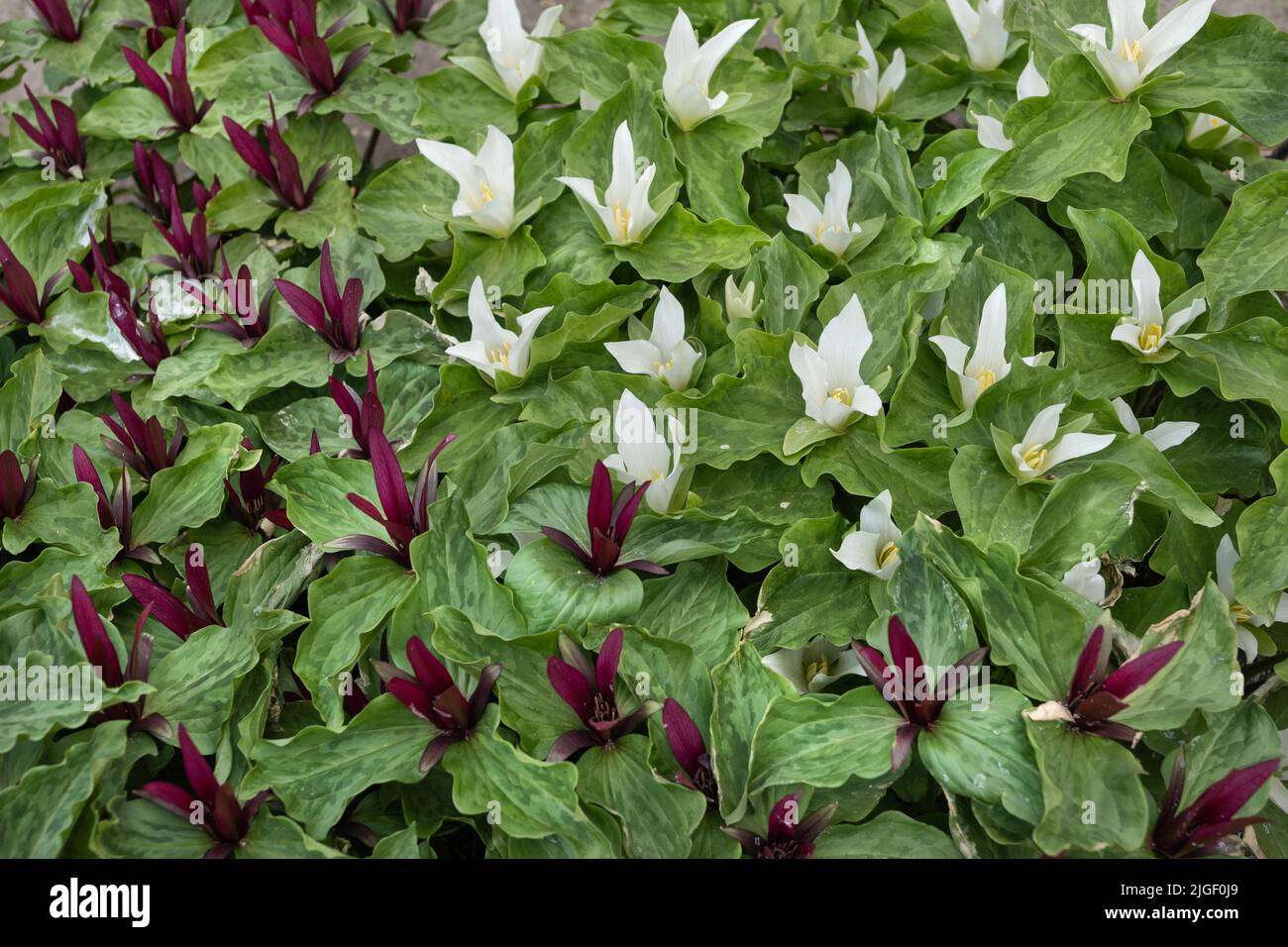 Trillium chloropetalum (Torr.) Howell, trillium géant ou wakerobin géant, plante à fleurs de la famille des Melanthiaceae, endémique à la Californie occidentale Banque D'Images
