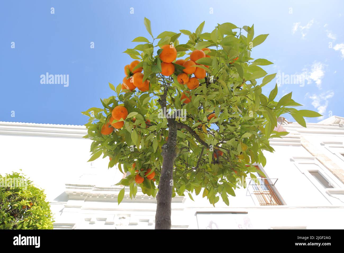 Orange Tree sur la Plaza de San Juan de Dios avant l'Assemblée régionale d'Asamblea à Merida, Estrémadure, Espagne Banque D'Images