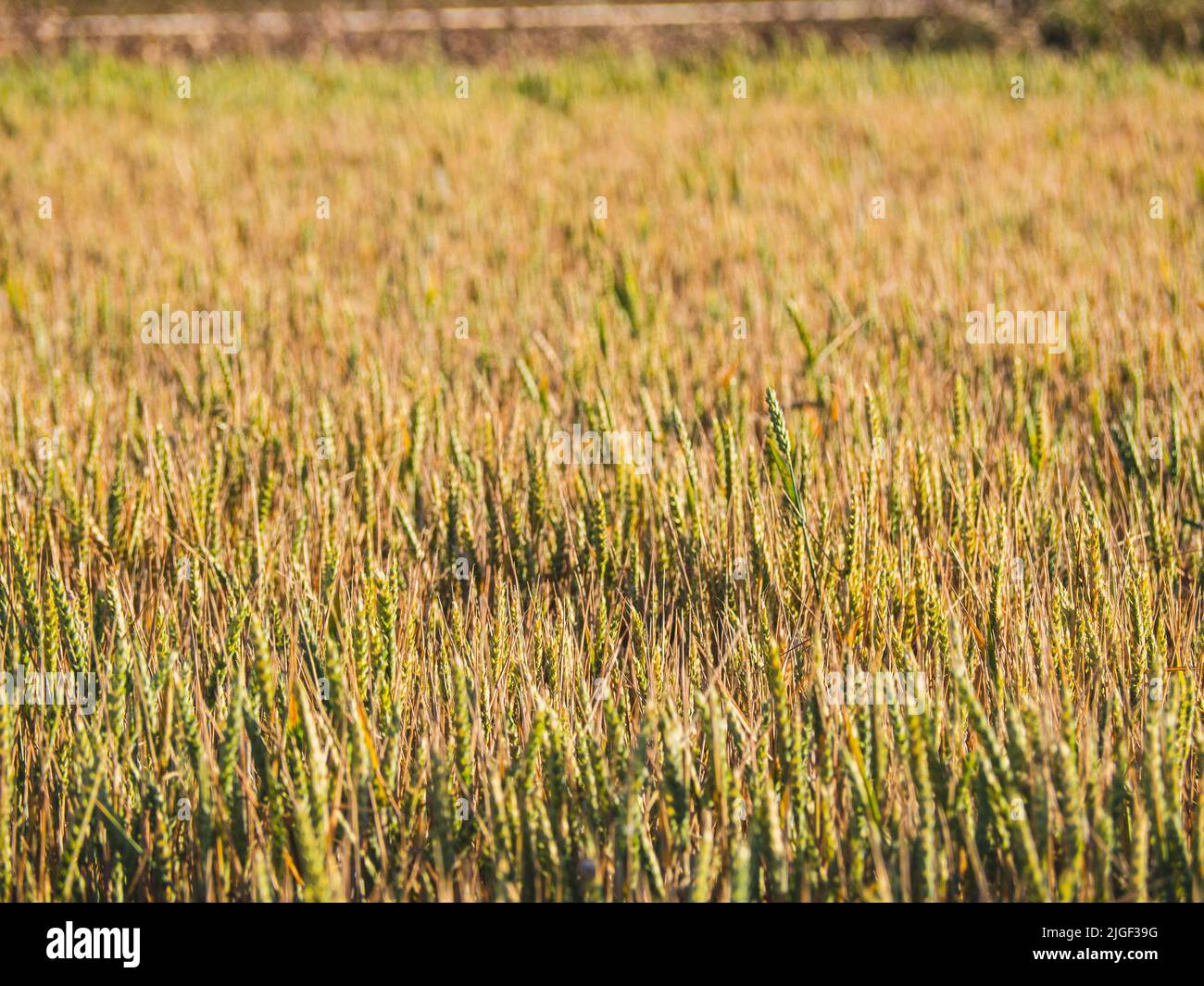 Plantation écologique et durable d'un champ de tournesol Banque D'Images