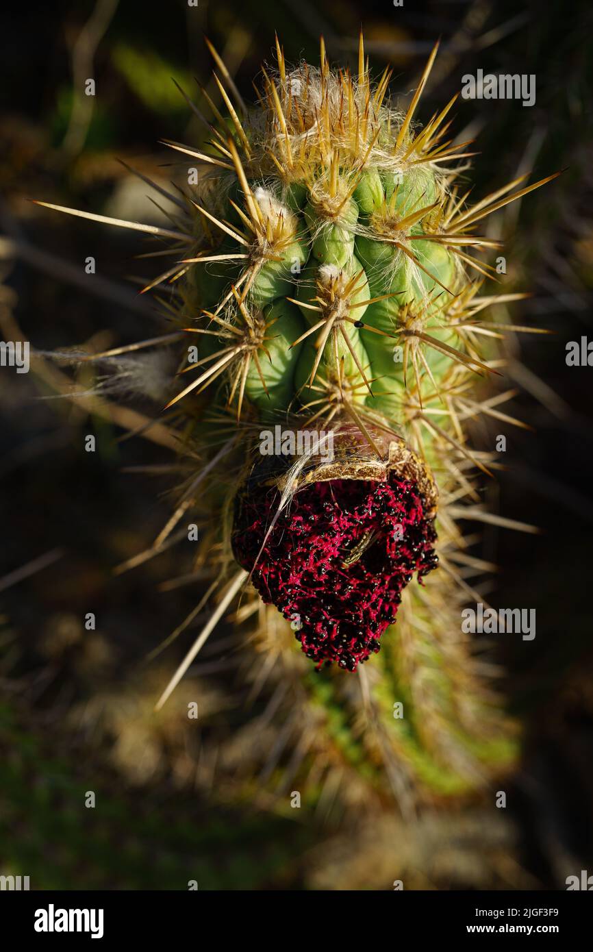 cactus xique-xique aux fruits ouverts vu d'en haut Banque D'Images