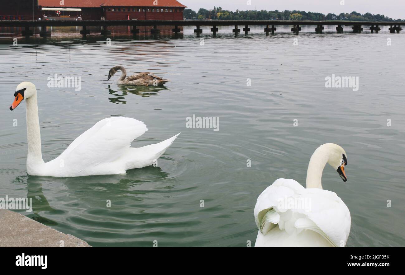 Cygnes blancs sur le lac bleu brumeux. Palic, Serbie du Nord. Animaux sauvages. Natation cygne. Fond bleu. Banque D'Images