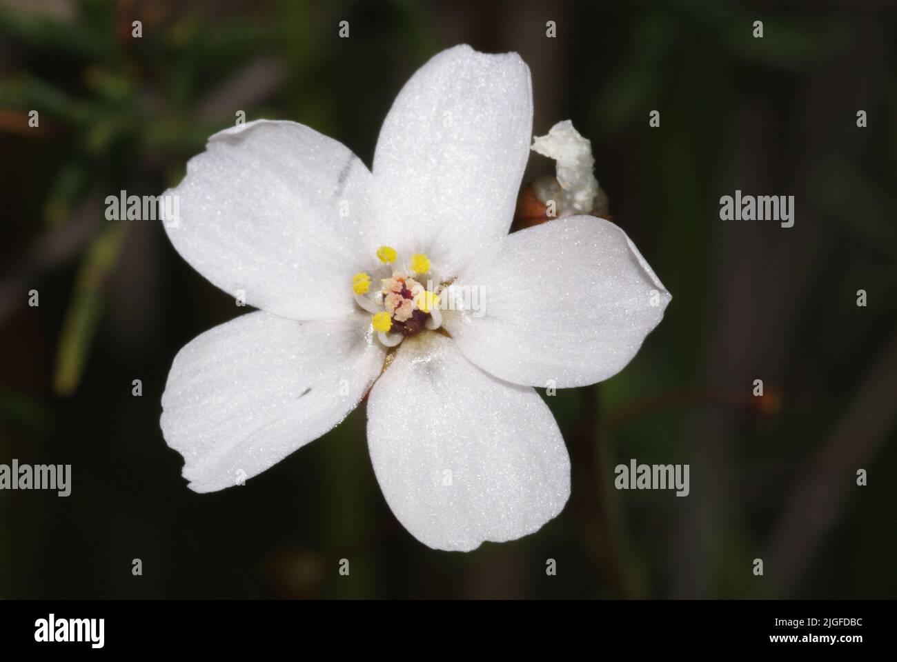 Fleur blanche de la giffée géante (Drosera gigantea), Australie occidentale Banque D'Images
