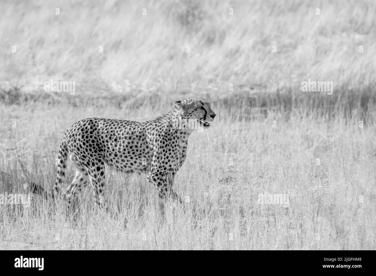 Cheetah traquant dans la savane sèche dans le parc transfrontier de Kgalagadi, Afrique du Sud ; espèce Acinonyx jubatus famille des Felidae Banque D'Images