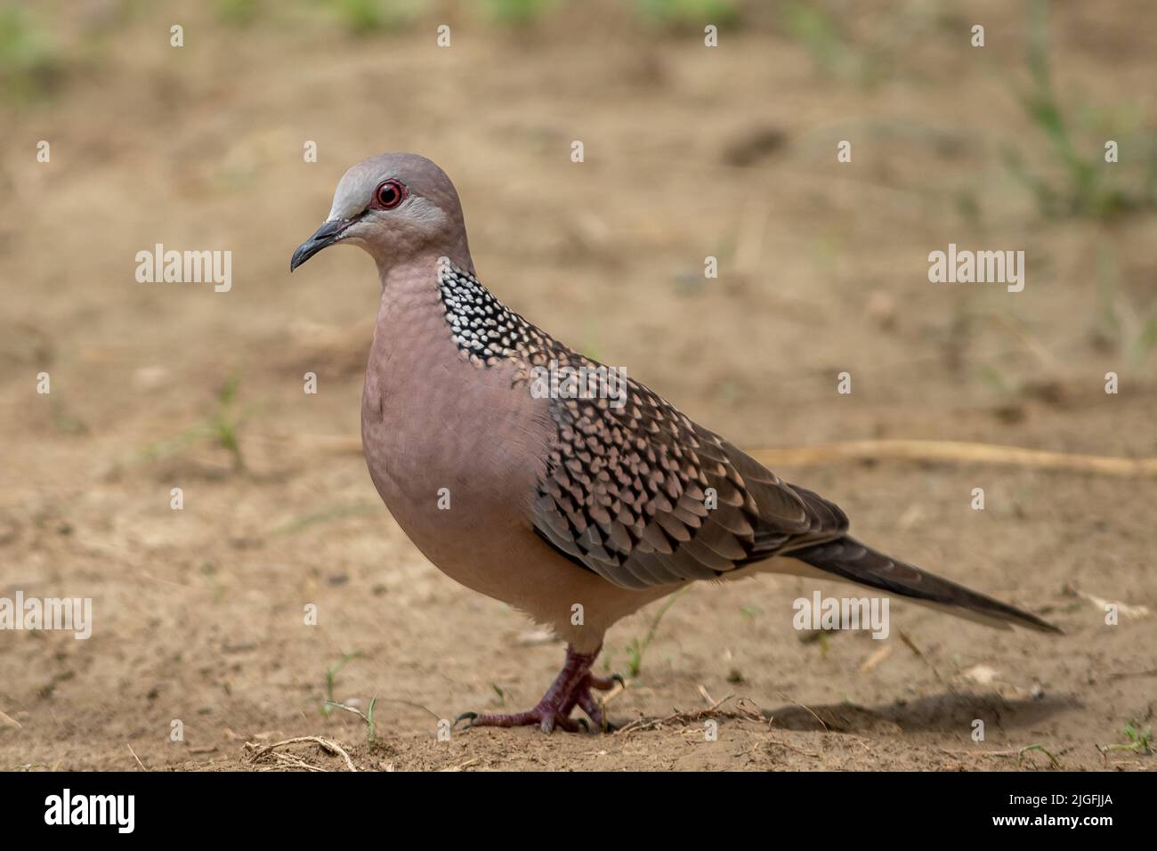 Un bel oiseau gris colombe dans le champ. Banque D'Images