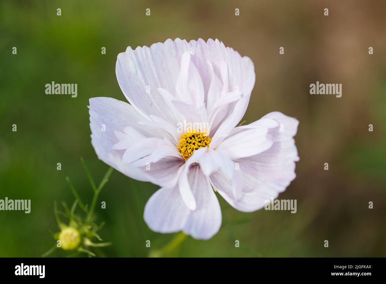 Cosmos blancs « Cupcakes Blush » Banque D'Images