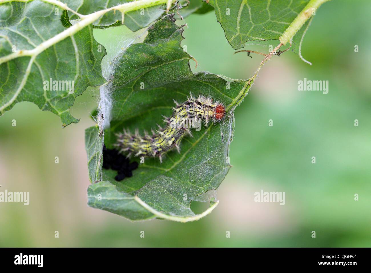 Lady peinte (Cynthia cardui, Vanessa cardui, Pyramiis cardui), lady caterpillar peinte sur une feuille de tournesol mangée. Banque D'Images