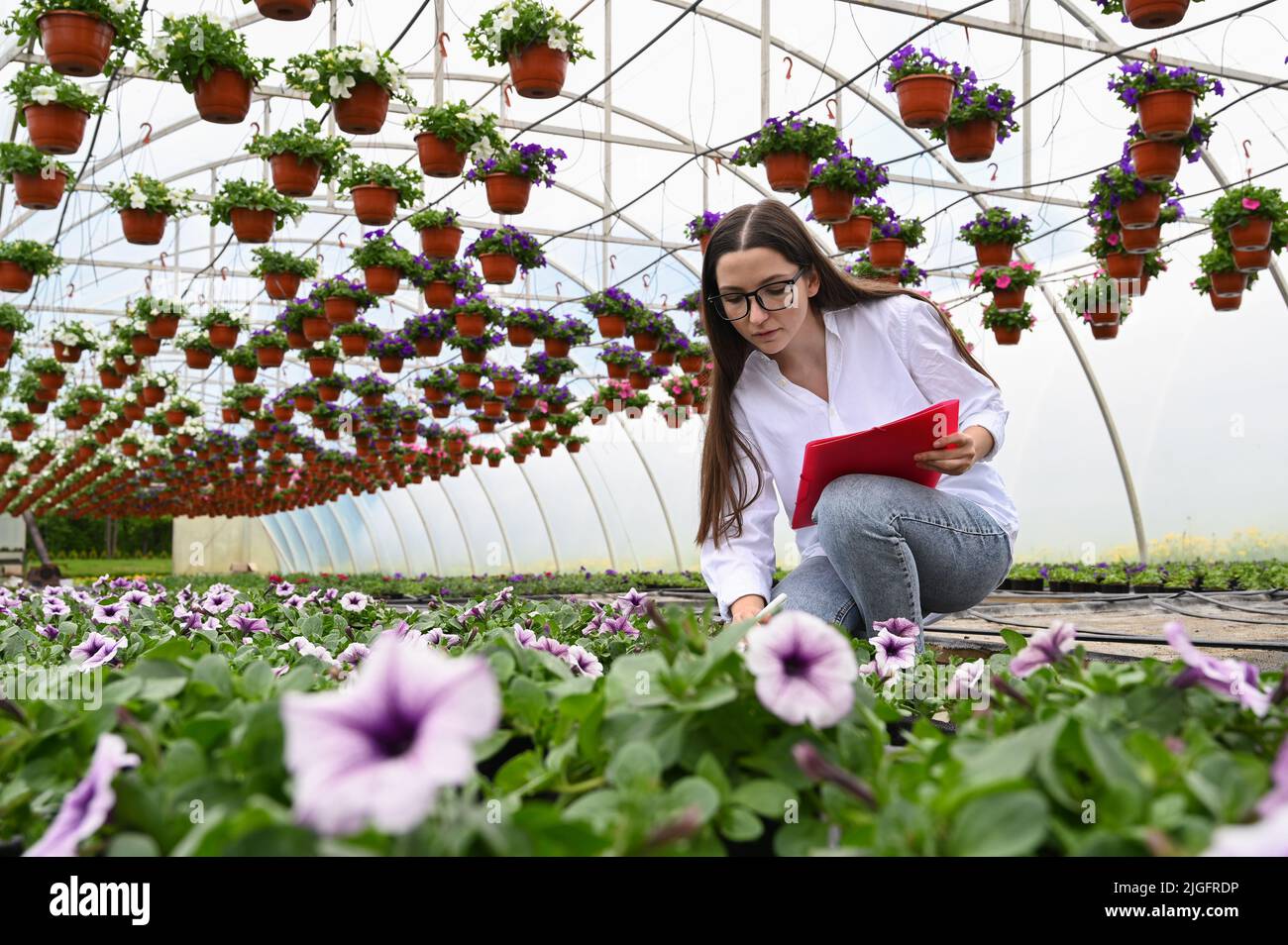 Femme jardinière travaillant sur des fleurs en serre et prend des notes. Produits de serre. Concept de petite entreprise florale. Banque D'Images