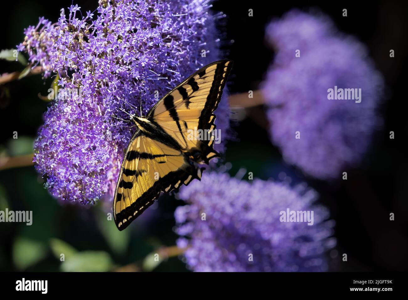 Close up de papillon du machaon jaune sur les fleurs violettes sur une journée ensoleillée Banque D'Images
