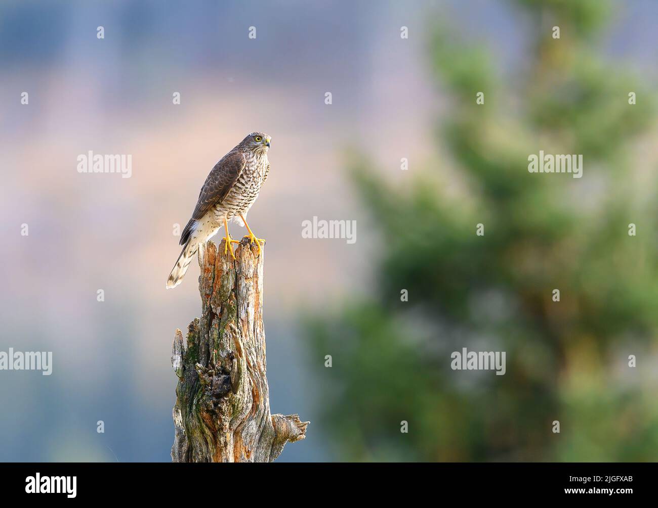 Faucon eurasien (Accipiter nisus) à l'automne Banque D'Images