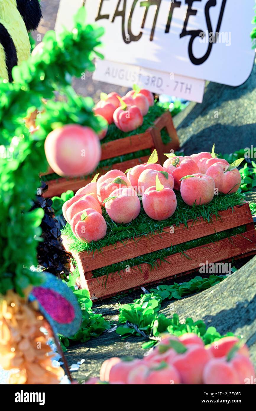 Festival annuel de la pêche (Prunus persica) au Canada Banque D'Images