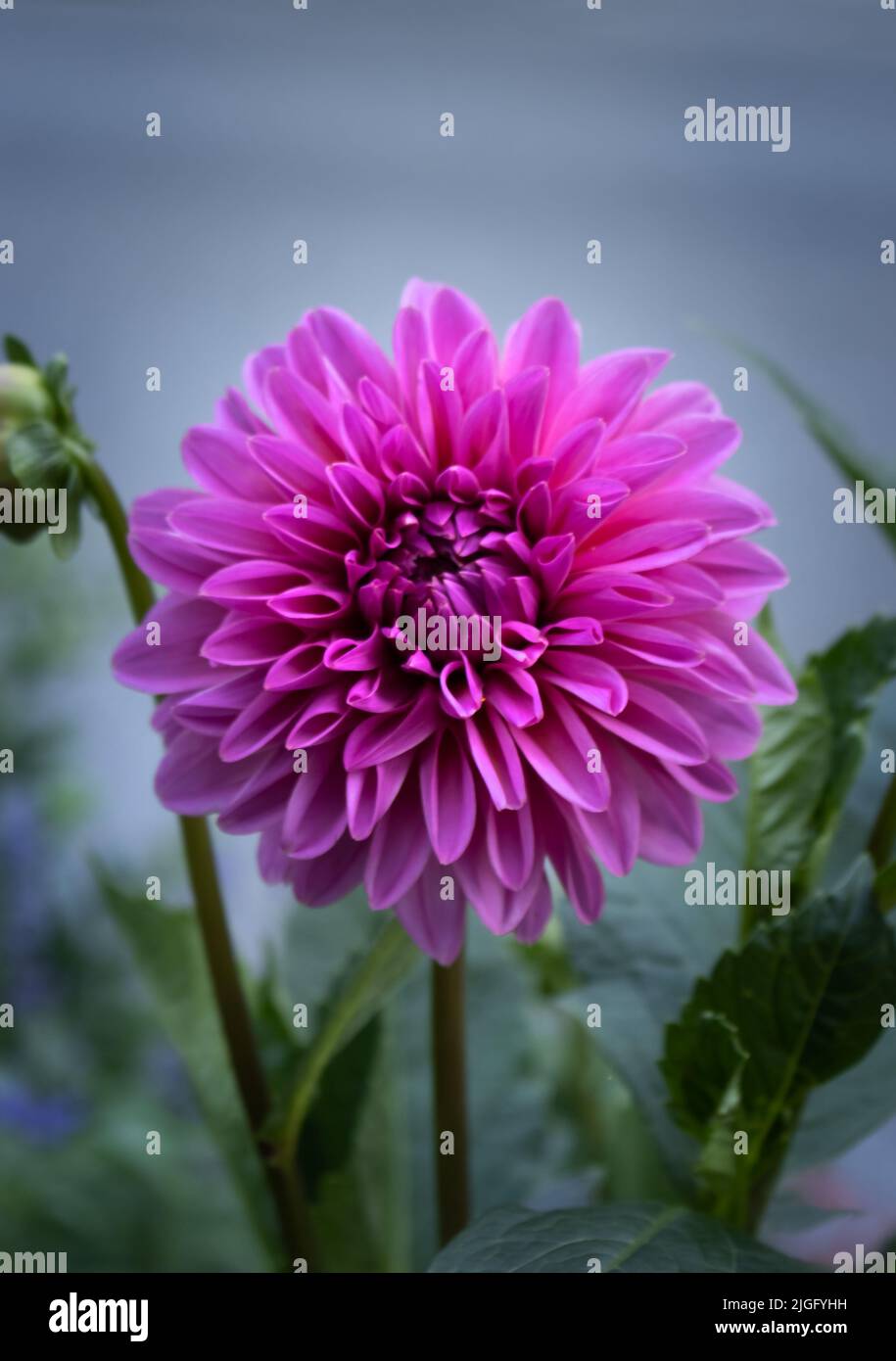 Une fleur de Dahlia pourpre, Dahlia pinnata, croissant le long d'une route avec une rue en arrière-plan au printemps ou en été, Lancaster, Pennsylvanie Banque D'Images