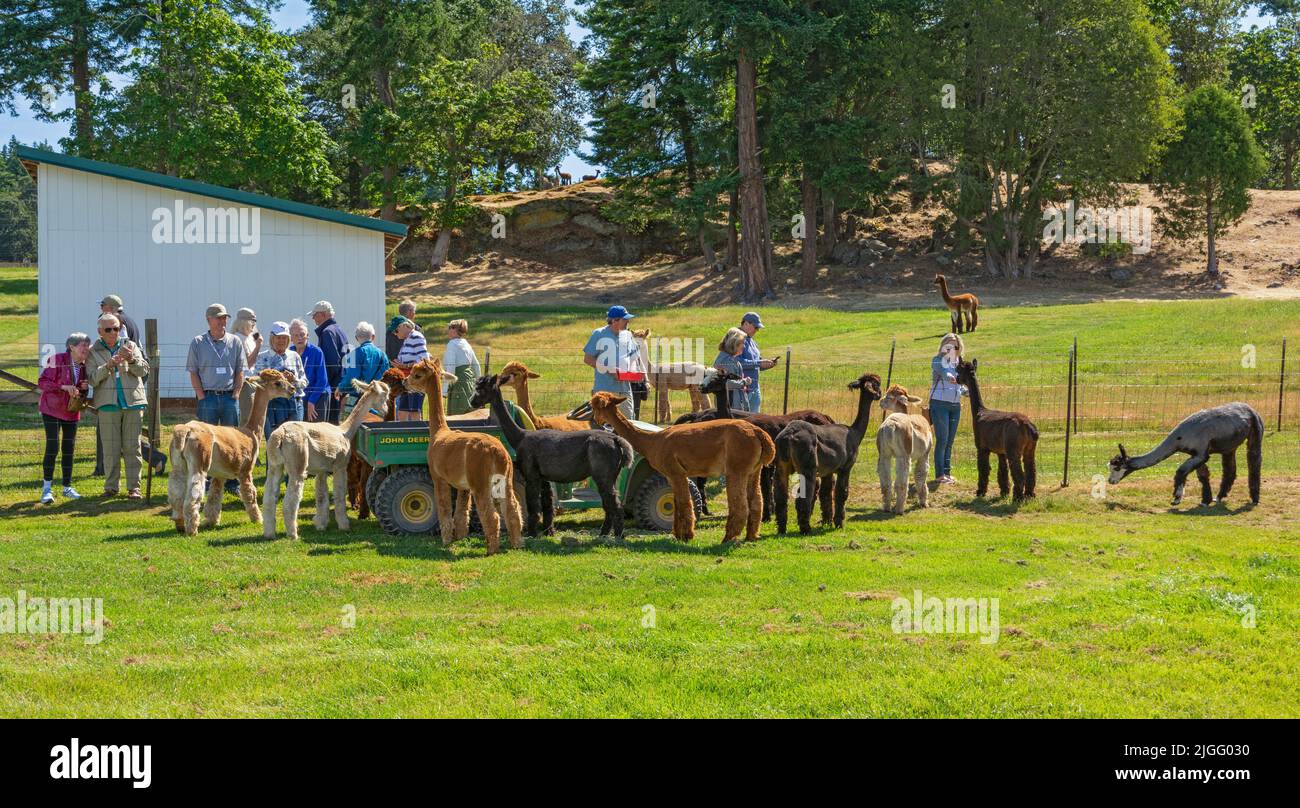Washington, San Juan Island, Krystal Acres Alpaca Farm Banque D'Images