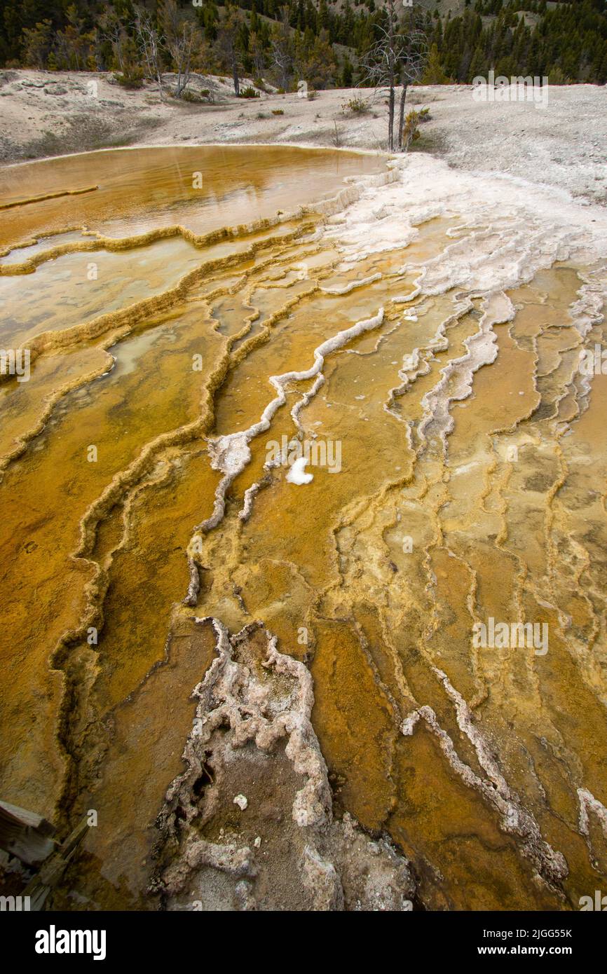 Dépôts minéraux colorés et motifs à l'Upper Terrace of Mammoth Hot Springs dans le parc national de Yellowstone, Wyoming, États-Unis Banque D'Images