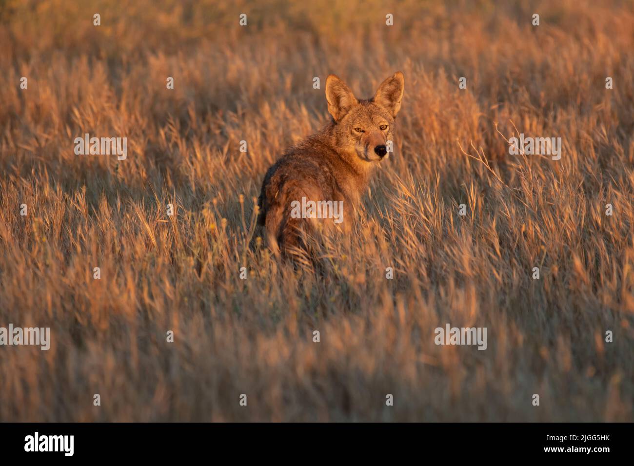 Coyote pose dans l'habitat des prairies au San Luis NWR dans la zone écologique des Prairies dans la vallée de San Joaquin, CA. Banque D'Images