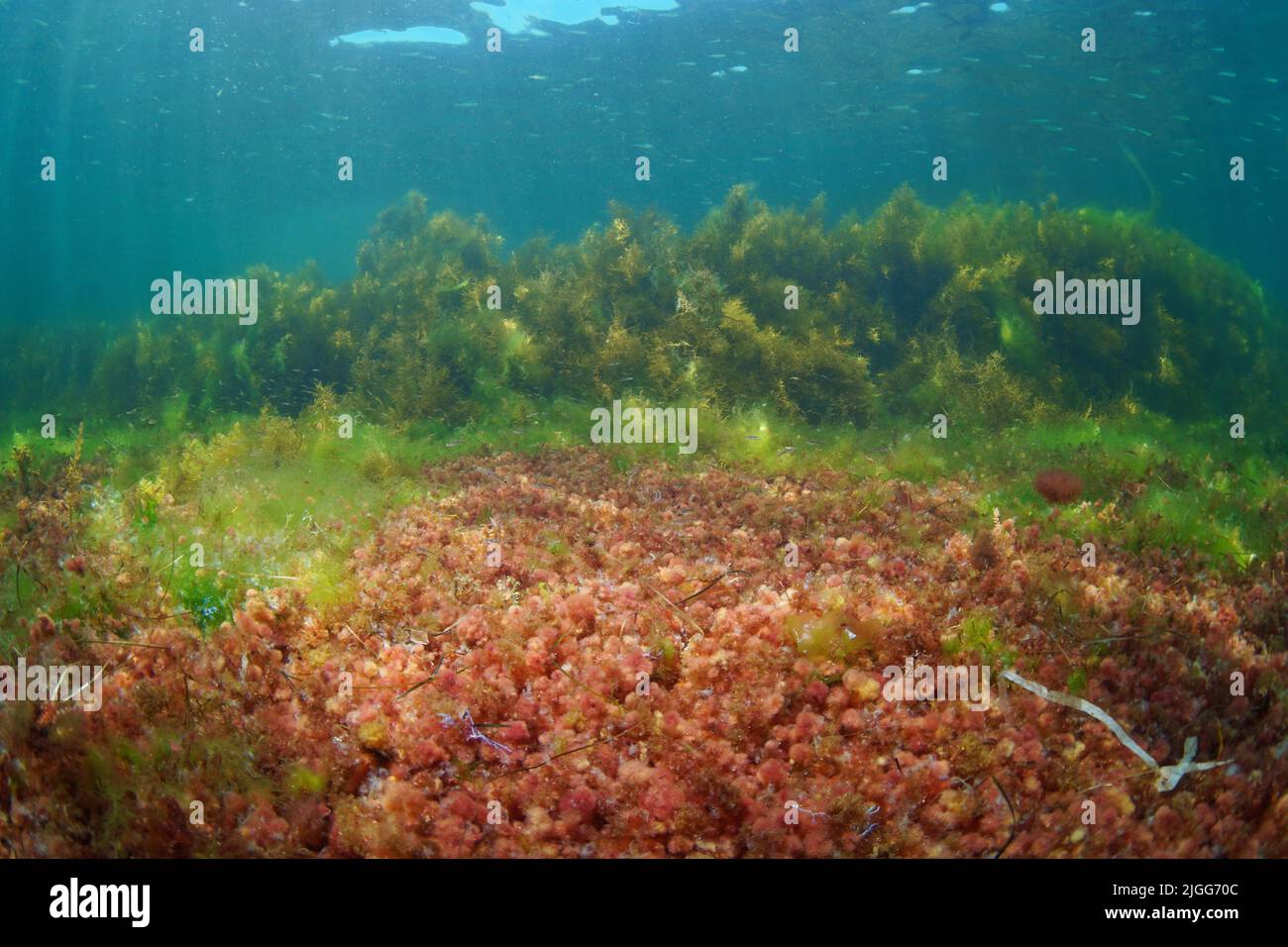 Plancher océanique recouvert de diverses algues avec algue rouge Asparagopsis armata en stade tétrasporophyte en premier plan, algues de l'Atlantique sous l'eau, Espagne Banque D'Images