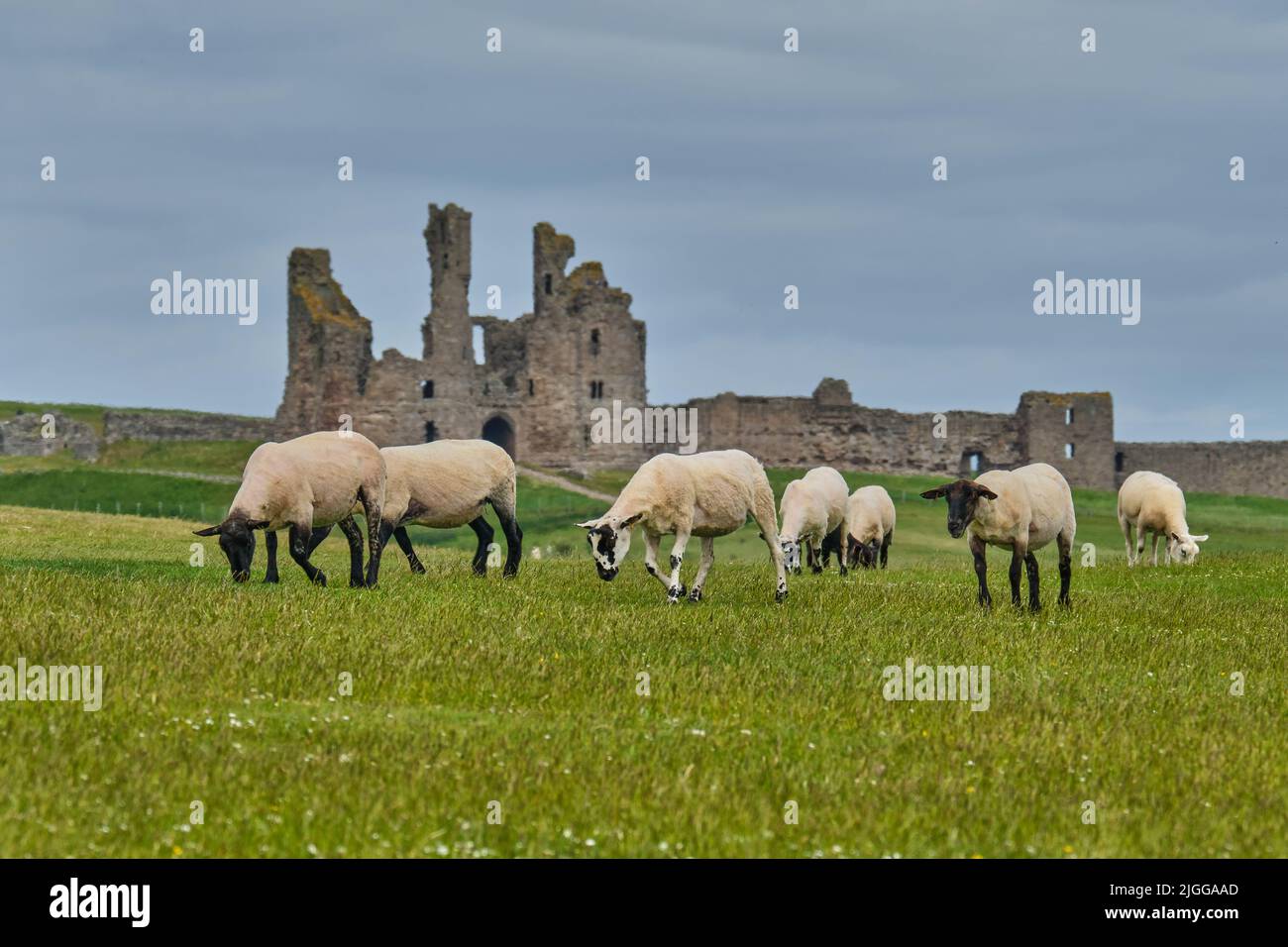 Pâturage des moutons par le château de Dunstanburgh Banque D'Images