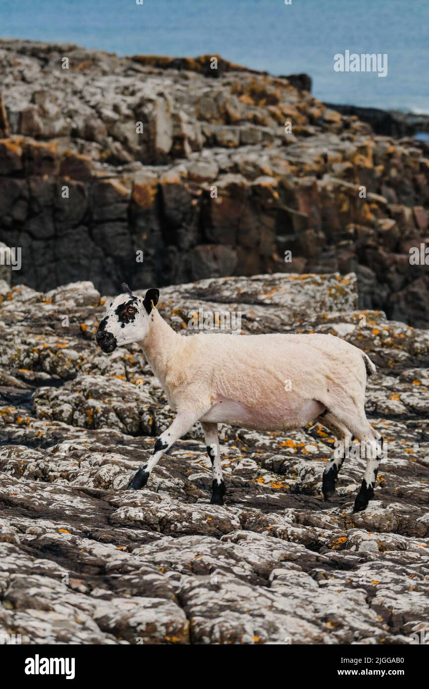 Moutons Shaun sur les rochers de la côte de Northumberland Banque D'Images