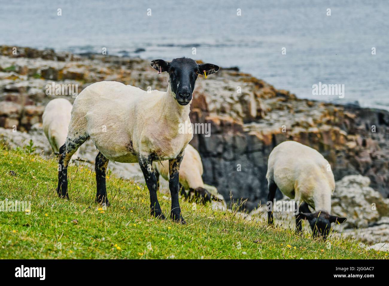 Moutons sur la côte Banque D'Images