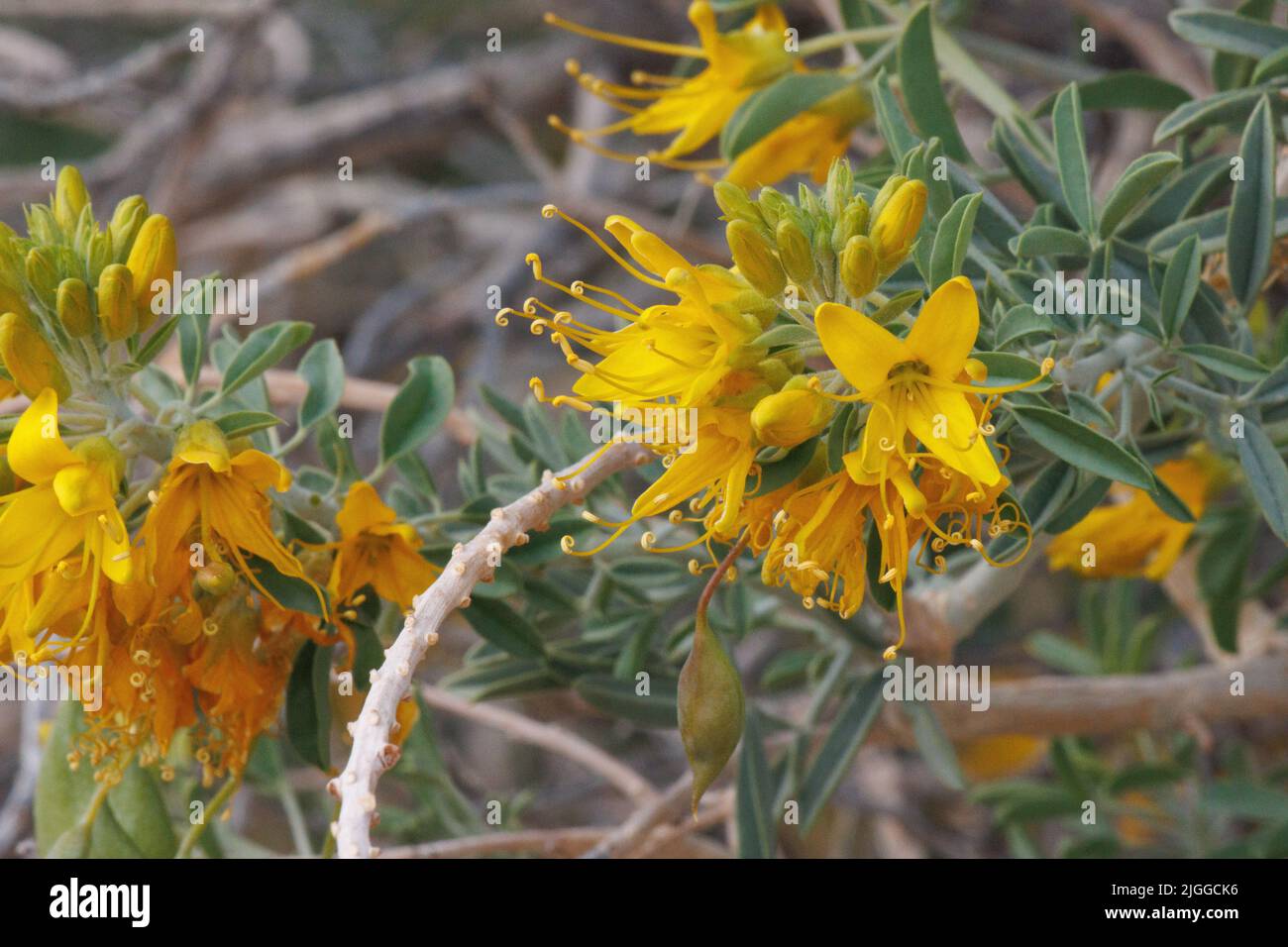 Inflorescences de racémes à fleurs jaunes de Peritoma Arborea, Cleomaceae, arbuste indigène dans le nord-ouest du désert de Sonoran, hiver. Banque D'Images