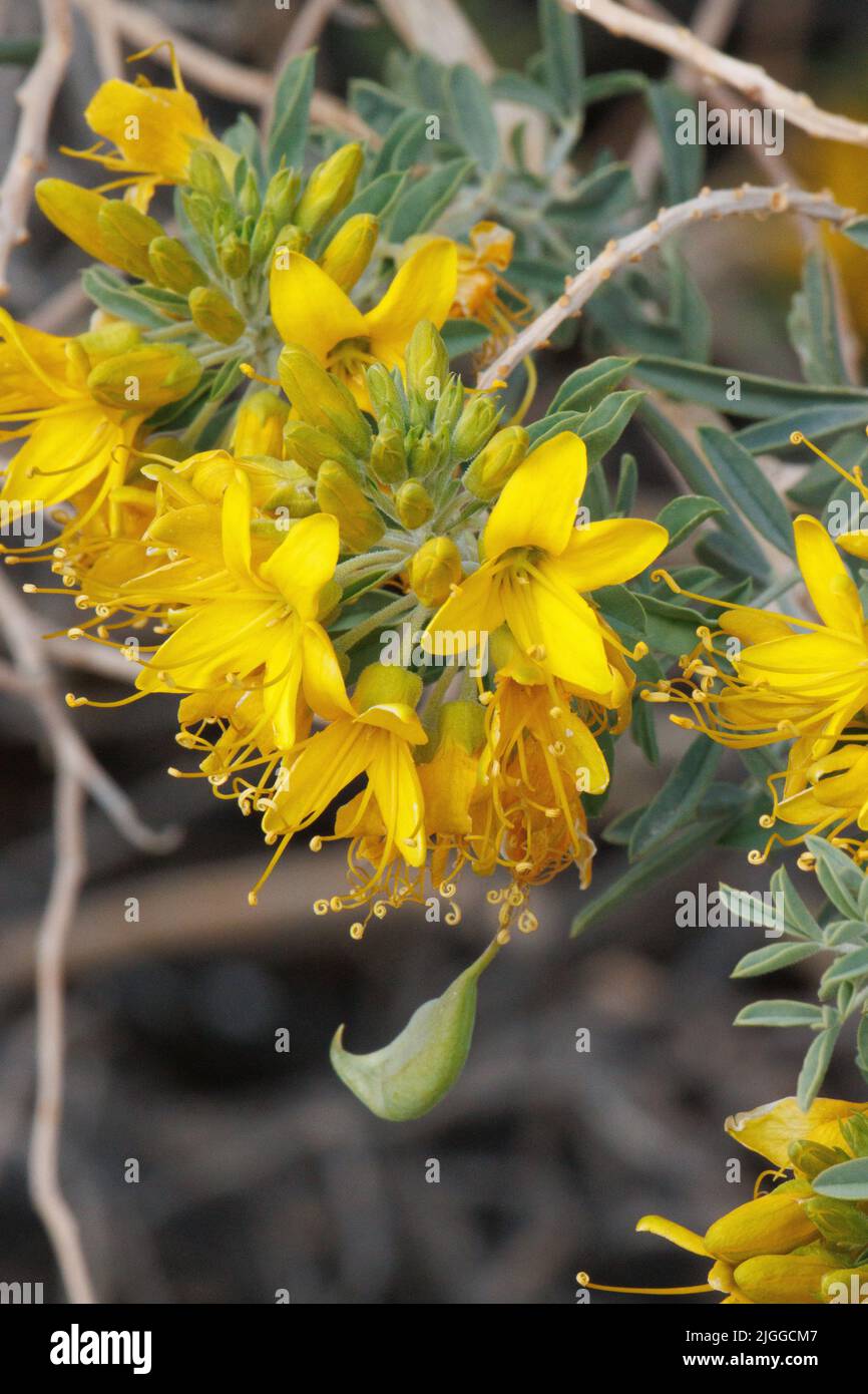 Inflorescences de racémes à fleurs jaunes de Peritoma Arborea, Cleomaceae, arbuste indigène dans le nord-ouest du désert de Sonoran, hiver. Banque D'Images