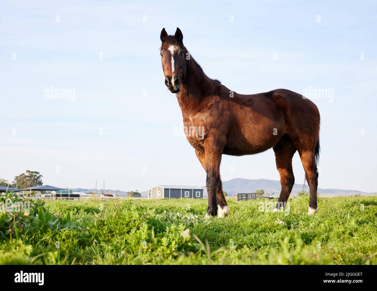 Je suis le roi de cette ferme. Photo d'un cheval debout sur une ferme. Banque D'Images