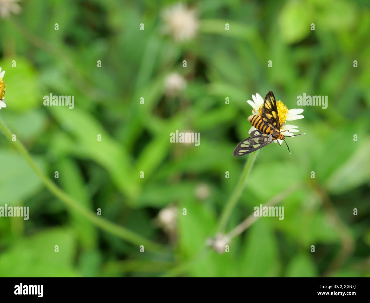 Tigre de l'herbe de l'orger papillon ( Syntomoides imaon ) à la recherche de nectar sur espagnol aiguille fleur avec fond vert naturel Banque D'Images