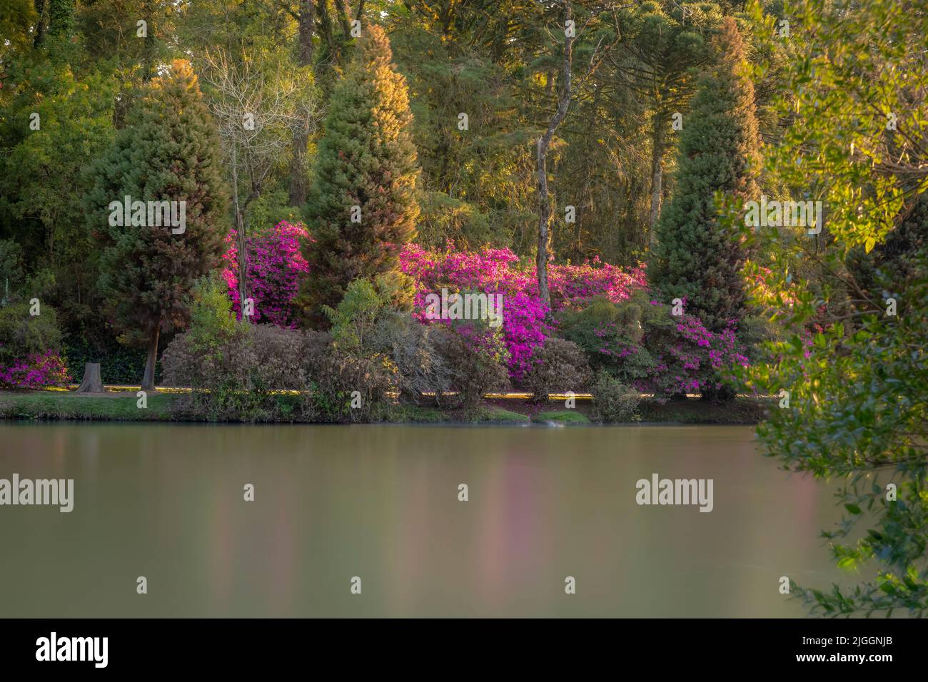 Lac noir Lago Negro , paysage avec azalées - Gramado, Rio Grande do Sul, Southtern Brésil Banque D'Images