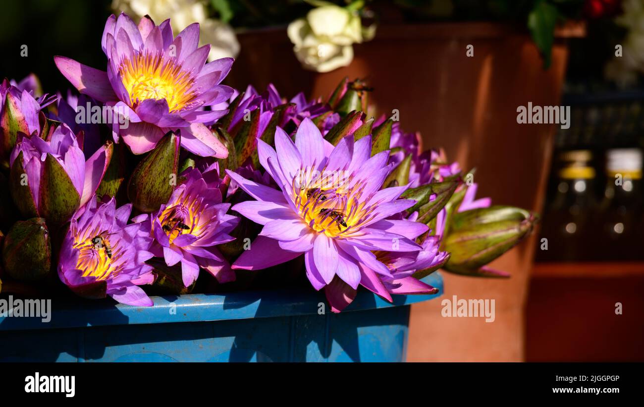 Bouquet de nénuphars bleus (Nil Manel) sur un contenant en plastique dans le marché aux fleurs près du temple de Kataragama. Banque D'Images