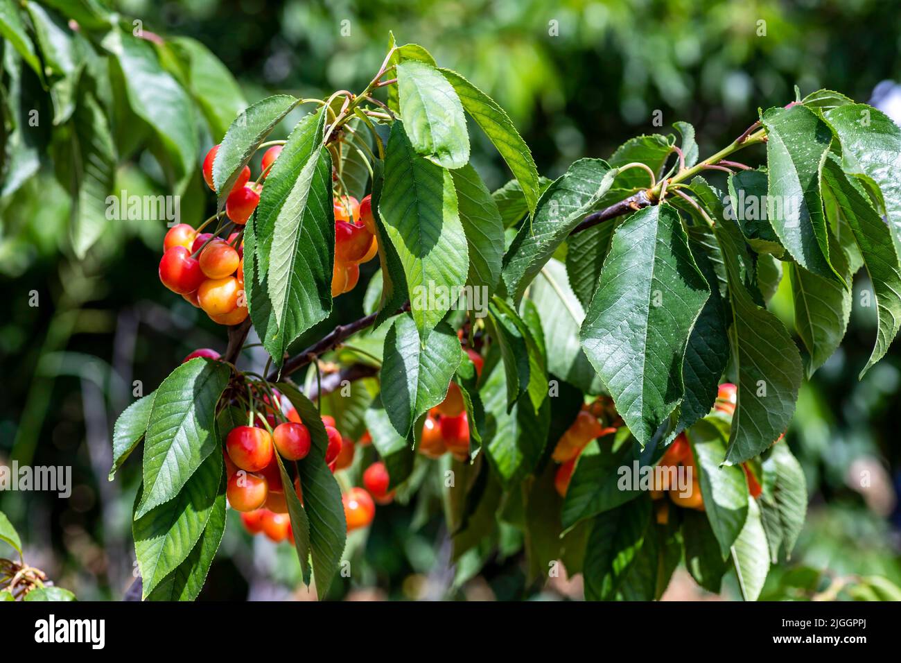 Des baies mûres de cerises rouges pendent sur des branches au milieu du feuillage vert sur un arbre dans un jardin. Israël Banque D'Images