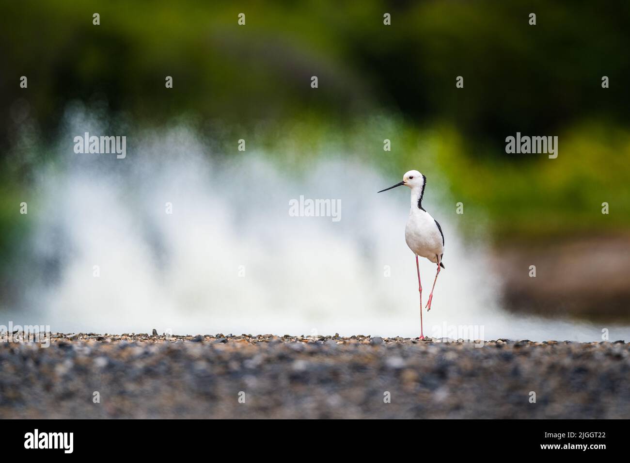 Un seul pied à ailes noires repose sur une jambe au bord de l'étang près de Mossman, à l'extrême nord du Queensland, en Australie. Banque D'Images