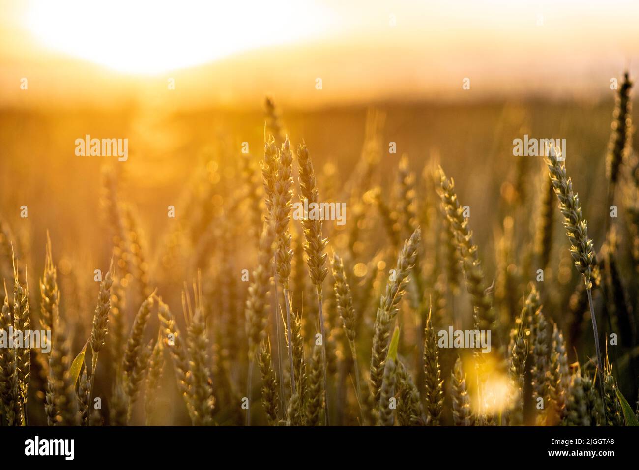 agriculture, fond, orge, pain, bright, céréales, conflit, crise, culture, cultivé, déclin, dépression, diagramme, catastrophe, sec, oreille, embargo, Banque D'Images