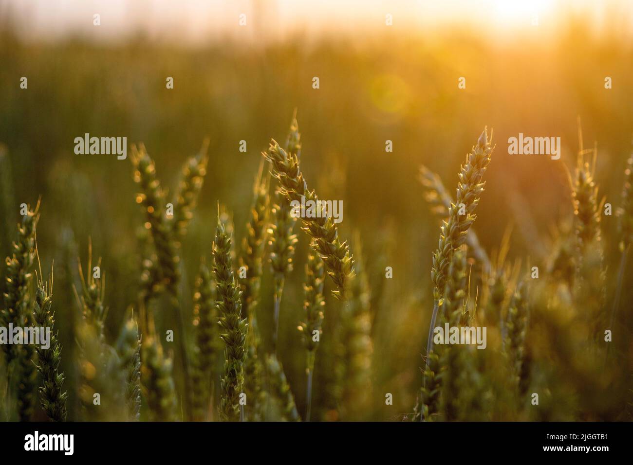 agriculture, fond, orge, pain, bright, céréales, conflit, crise, culture, cultivé, déclin, dépression, diagramme, catastrophe, sec, oreille, embargo, Banque D'Images