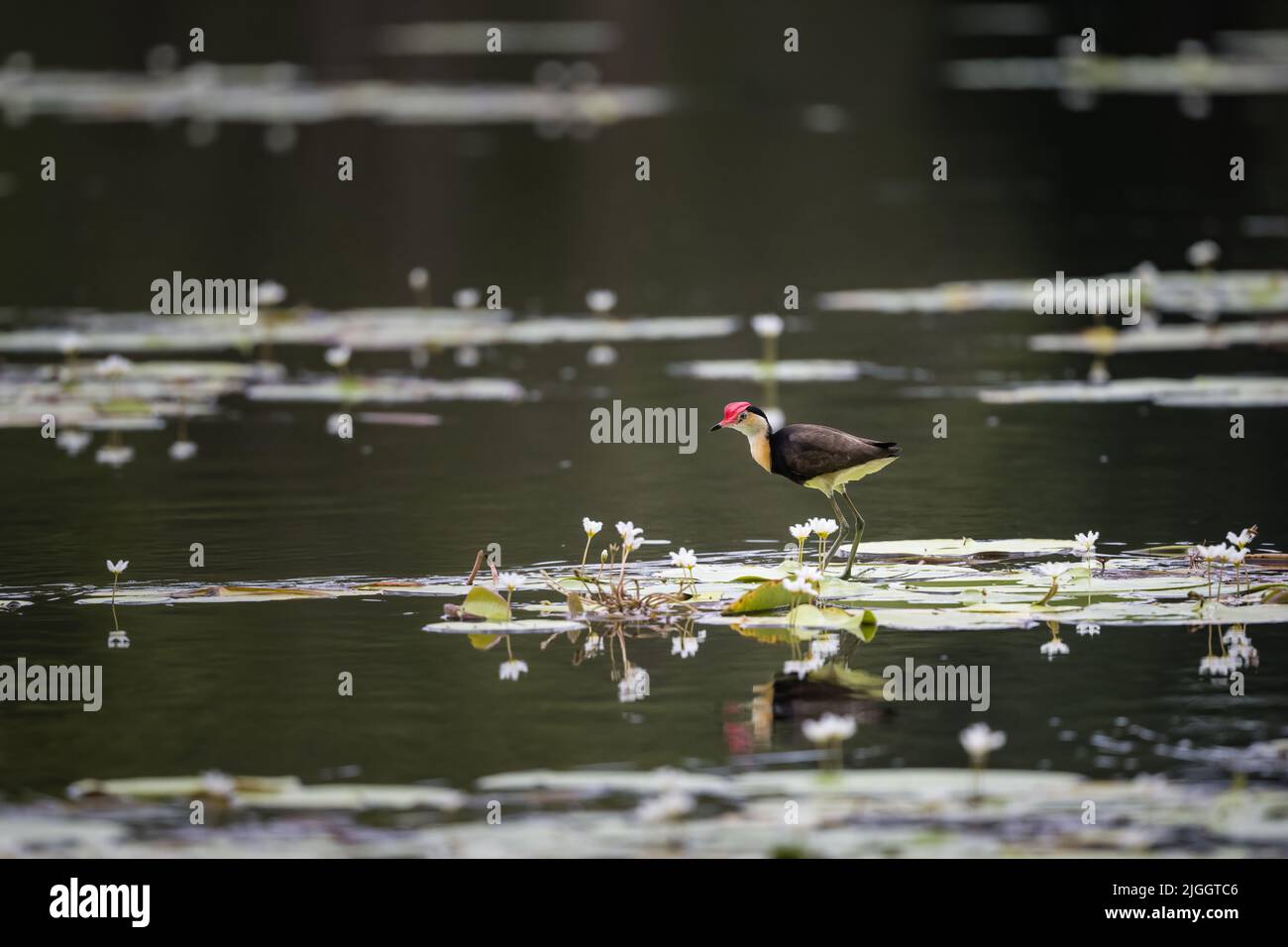 Jacanas à crête de peigne ayant un différend territorial sur lilly-PADS dans un trou d'eau dans l'extrême nord du Queensland en Australie. Banque D'Images