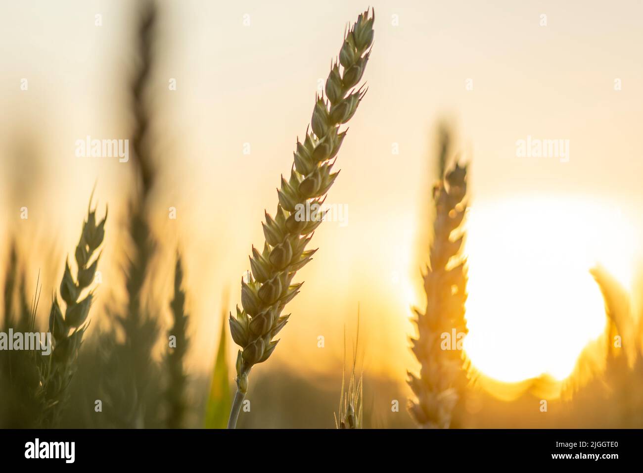 agriculture, fond, orge, pain, bright, céréales, conflit, crise, culture, cultivé, déclin, dépression, diagramme, catastrophe, sec, oreille, embargo, Banque D'Images