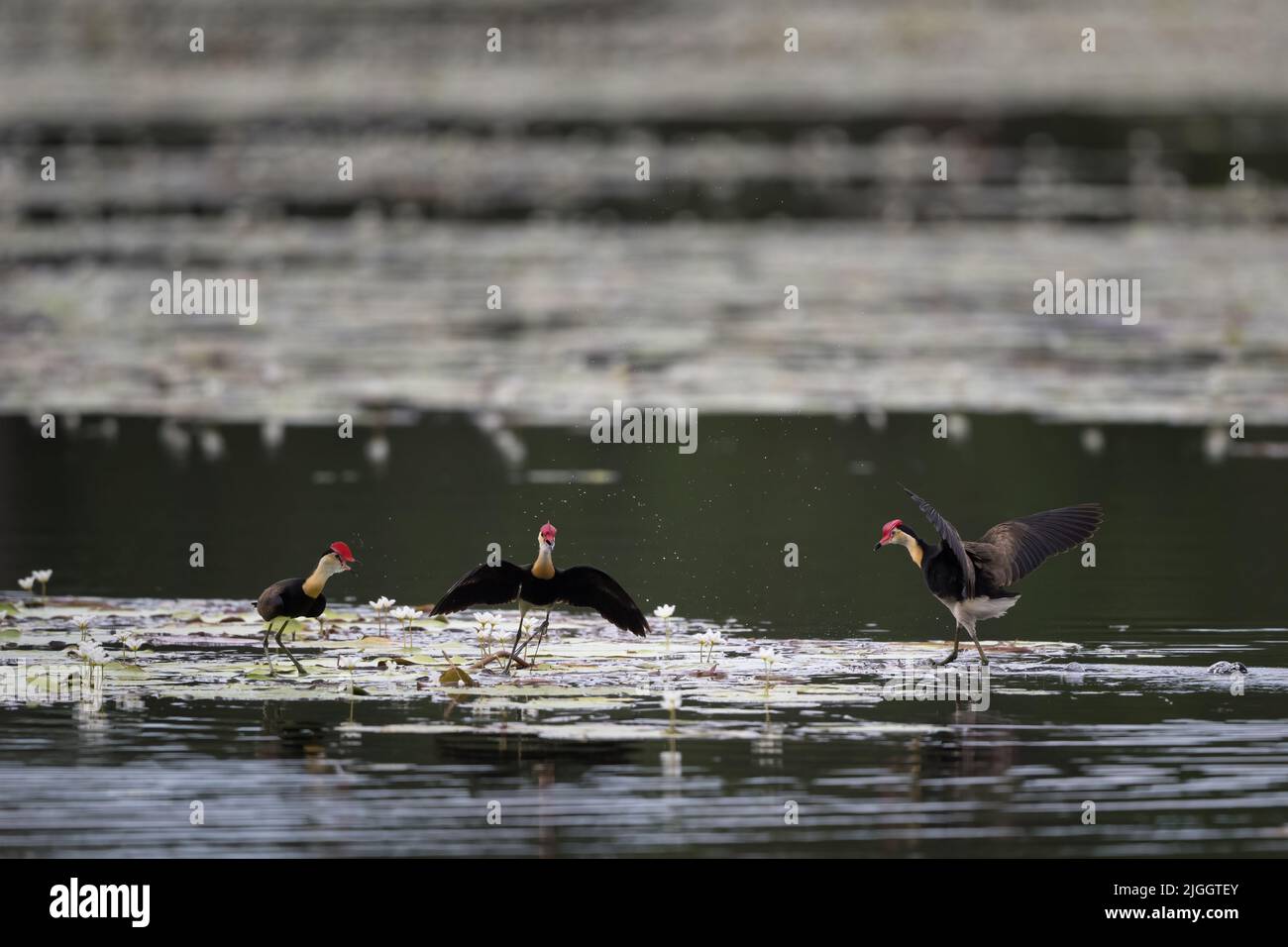 Jacanas à crête de peigne ayant un différend territorial sur lilly-PADS dans un trou d'eau dans l'extrême nord du Queensland en Australie. Banque D'Images