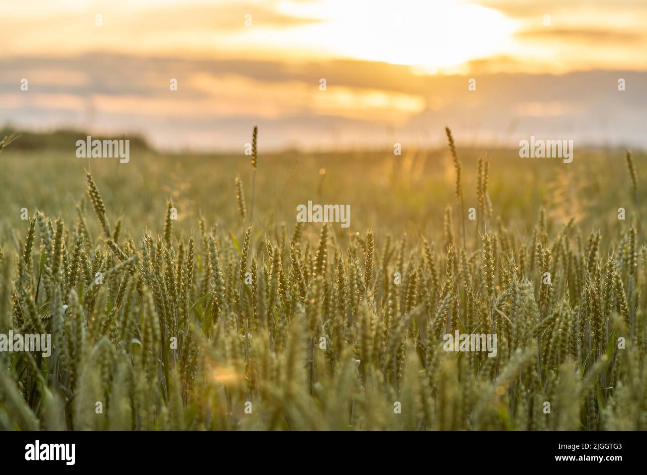 agriculture, fond, orge, pain, bright, céréales, conflit, crise, culture, cultivé, déclin, dépression, diagramme, catastrophe, sec, oreille, embargo, Banque D'Images