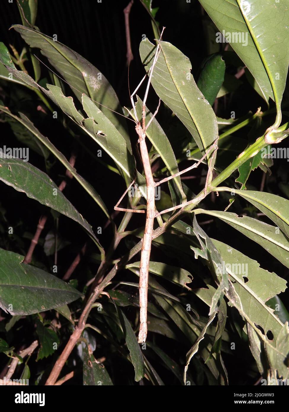Gros plan d'un insecte de bâton pâle Phasmid (ordre Phasmatodea) isolé sur une feuille naturelle et un fond sombre dans la jungle de Belize Banque D'Images