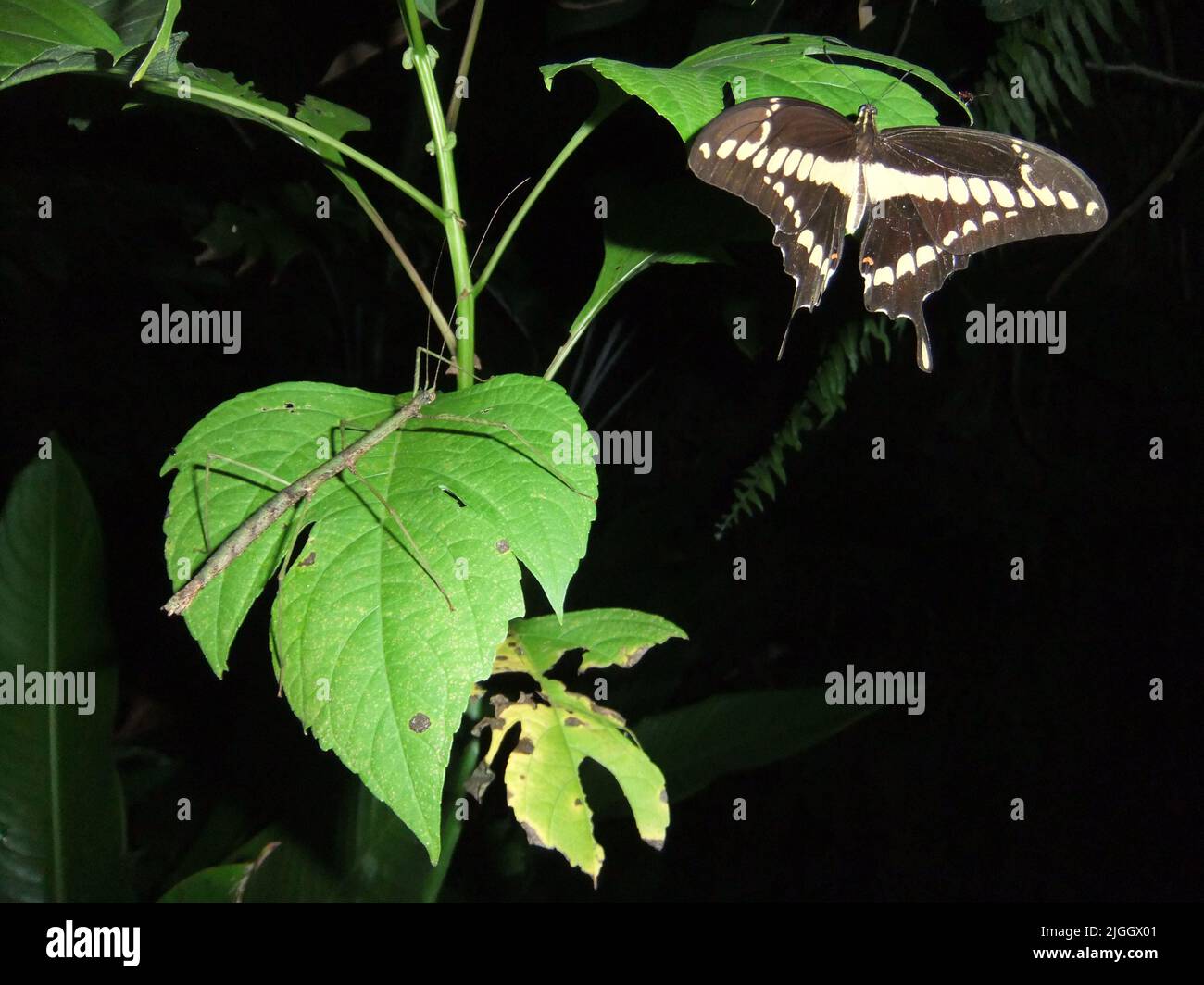 L'insecte-tige Phasmid (ordre Phasmatodea) et le papillon à queue-de-cygne isolés sur une feuille naturelle et un fond sombre dans la jungle de Belize Banque D'Images
