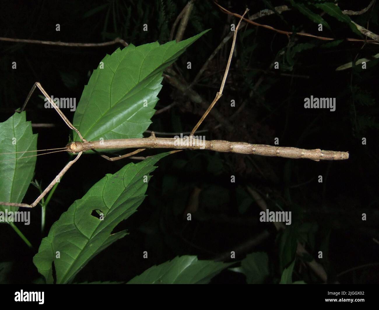 L'insecte-tige Phasmid (ordre Phasmatodea) isolé sur une feuille naturelle vert foncé et un fond sombre dans la jungle du Belize Banque D'Images