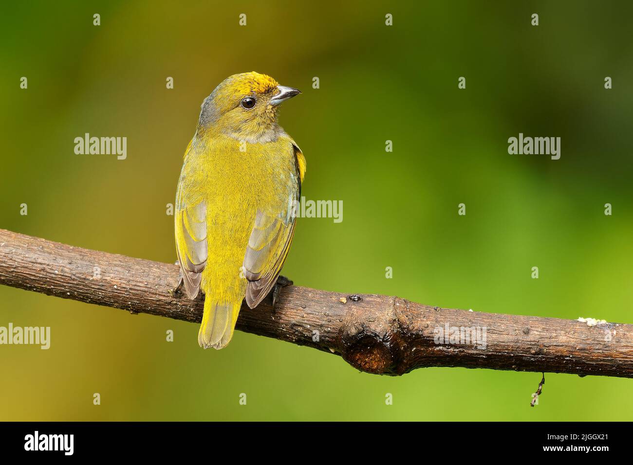 Euphonia à ventre orange - Euphonia xanthogaster oiseau noir et jaune de la famille finch Fringillidae, trouvé en Amérique du Sud, subtropical ou tropical Mo Banque D'Images