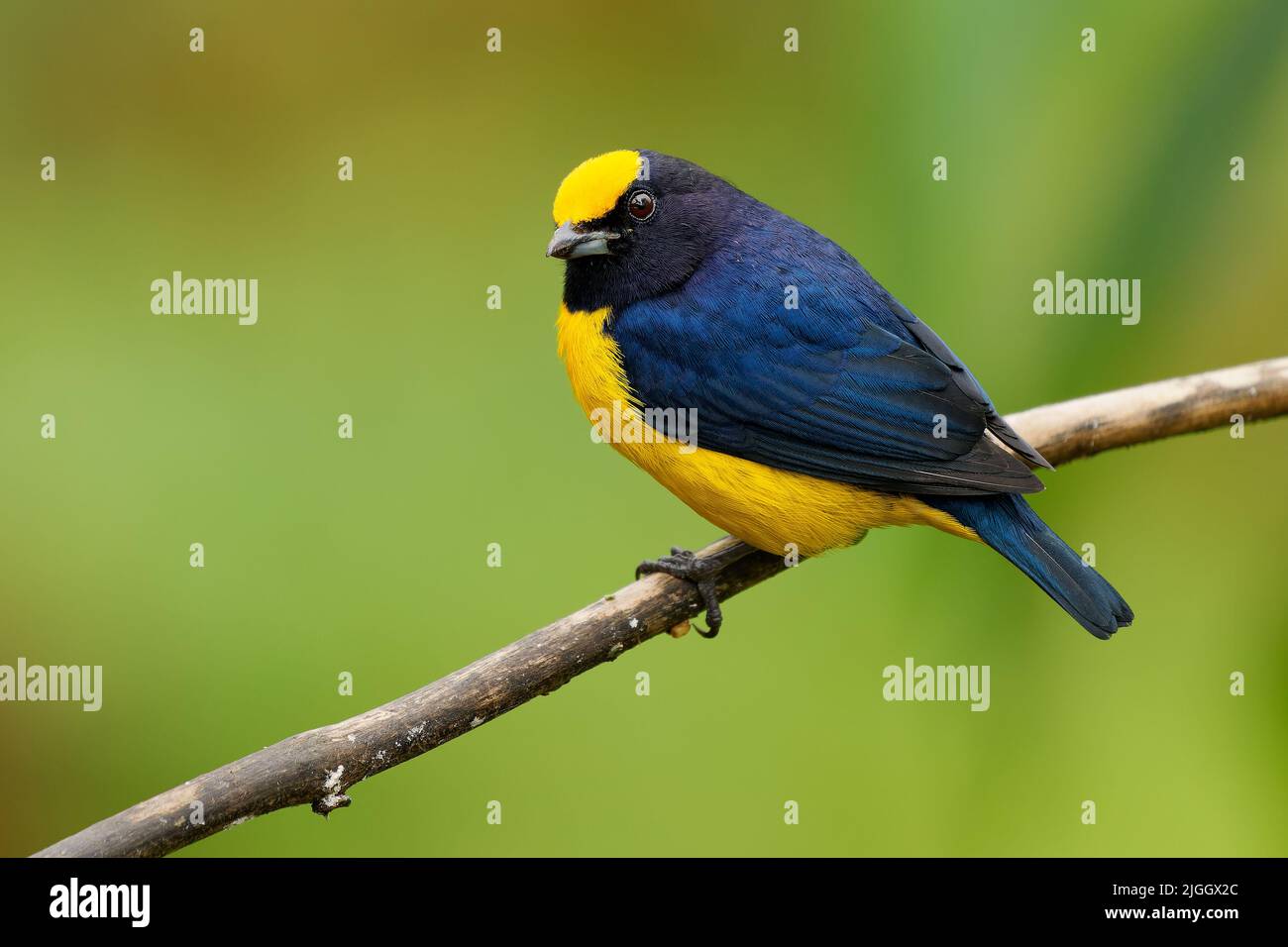 Euphonia à ventre orange - Euphonia xanthogaster oiseau noir et jaune de la famille finch Fringillidae, trouvé en Amérique du Sud, subtropical ou tropical Mo Banque D'Images