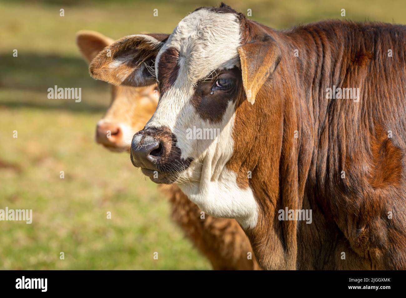Sad Cow en gros plan à Rio Grande do Sul pampa, campagne du sud du Brésil Banque D'Images